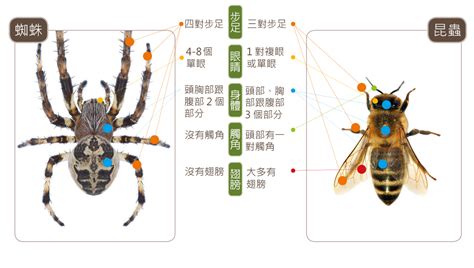 家中有蜘蛛|蛛事吉祥——家中常見蜘蛛篇